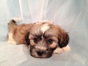 Male Shih Tzu Bichon Pup for sale Along the Iowa Minnesota Border September 2012
